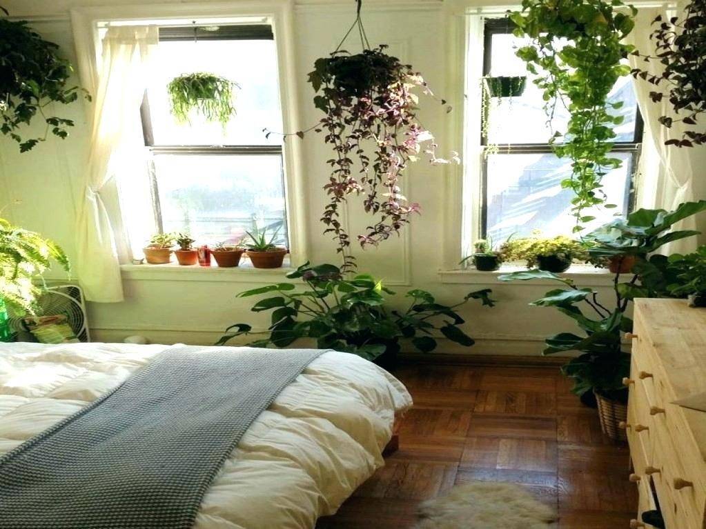 Тенелюбивые и теневыносливые комнатные растения с фото и названиями