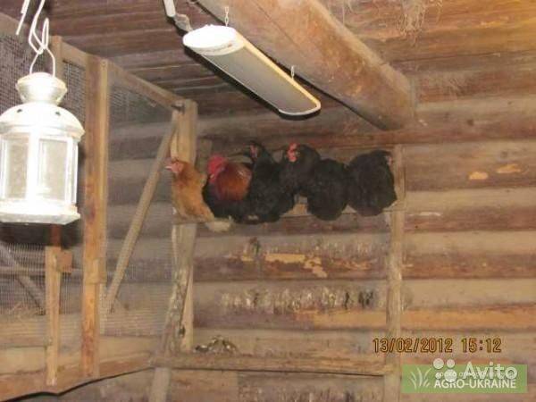 Инфракрасный обогрев для курятника – находка для птицеводов, обеспечивающая комфортные условия для кур в зимний период