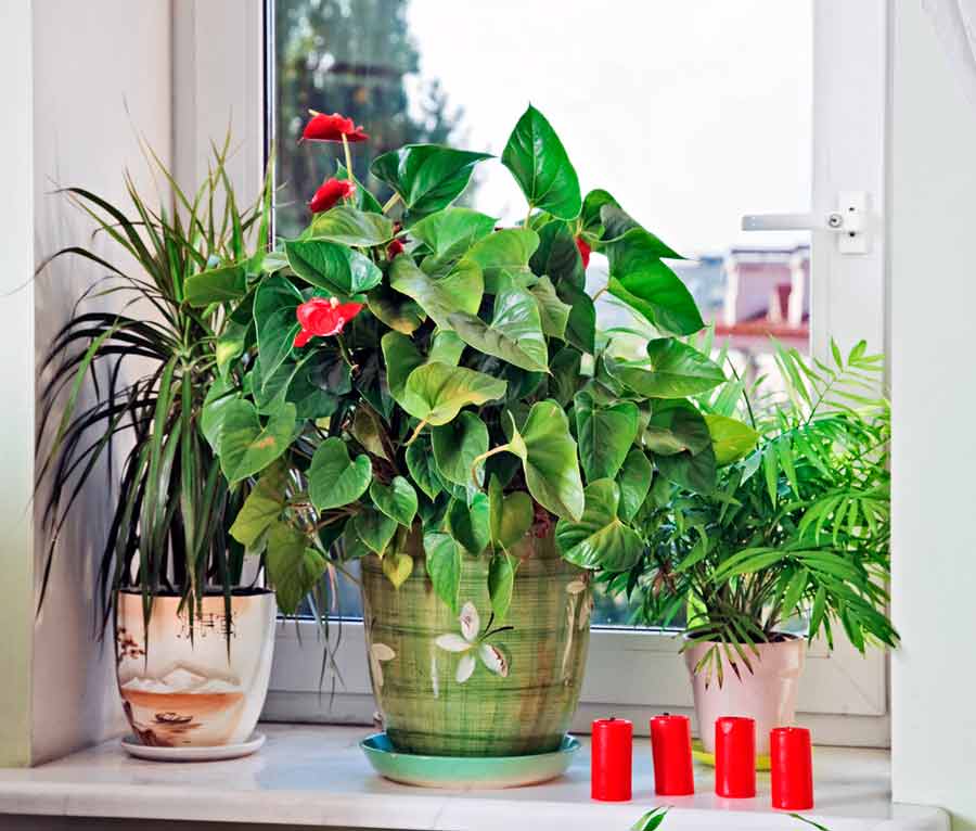 Лучшие комнатные растения для дома и квартиры
