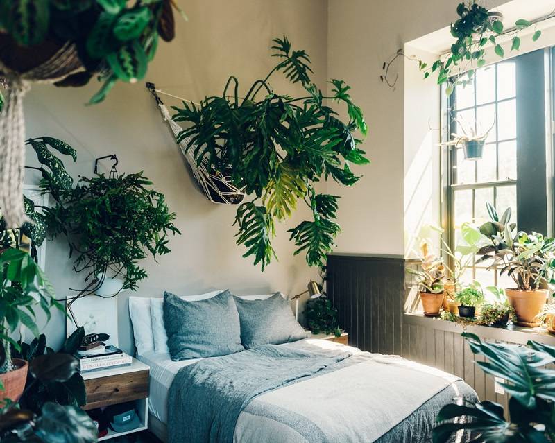 Какие комнатные растения обязательно должны быть в доме: домашние цветы, которые лучше держать в спальне, в чем польза для здоровья и энергетики квартиры?