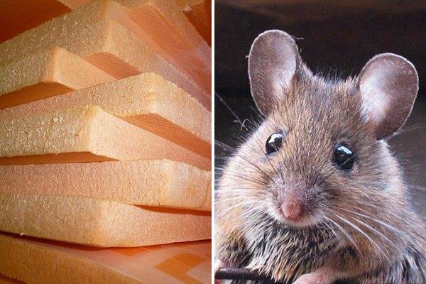 Едят ли мыши пенопласт и что с этим делать? мыши и пенопласт