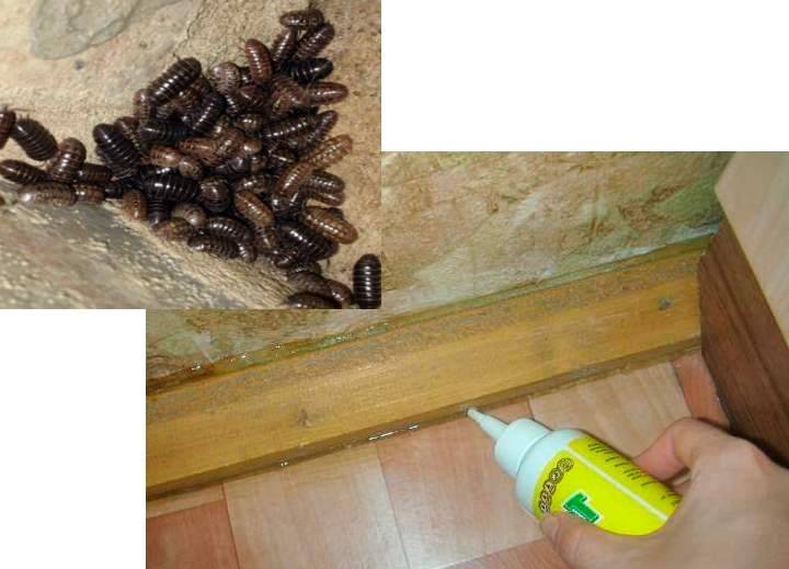 Как избавиться от мокриц в доме? народные средства или химические препараты +видео - domsdelat.ru
