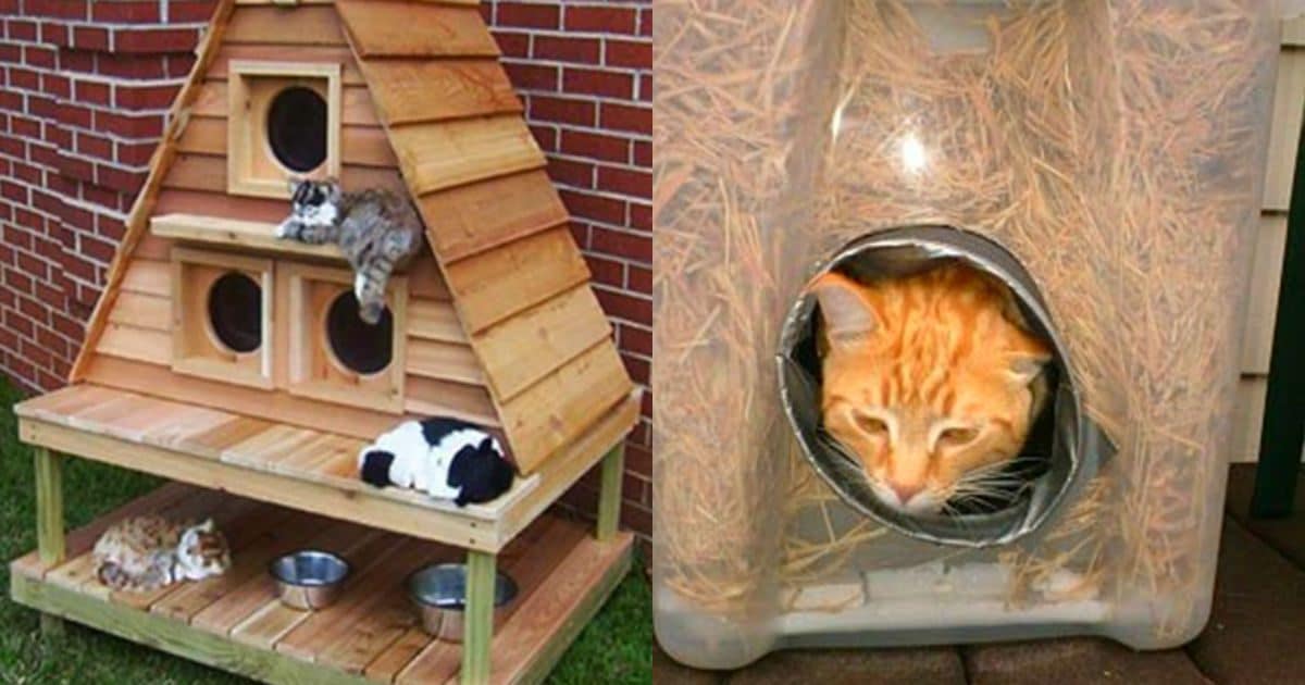 Уличный теплый домик для кошки на зиму: будка своими руками