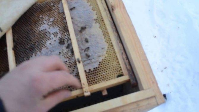 Утепление ульев с пчелами в зиму фольгоизолом своими руками