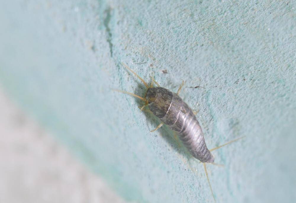 Мокрицы в квартире (как избавиться): откуда берутся насекомые в частном доме, методы борьбы в домашних условиях