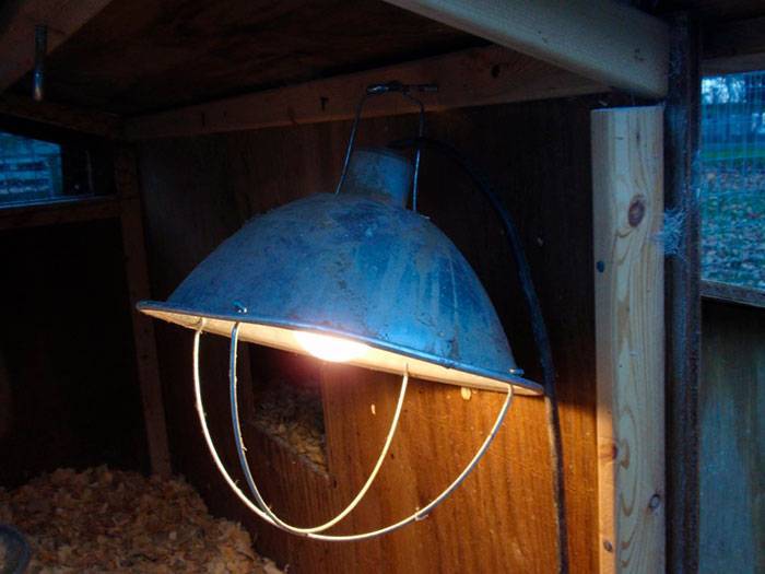 Инфракрасные лампы для курятников: керамические красные лампы для обогрева, инструкция по использованию тепловой ик-лампы зимой