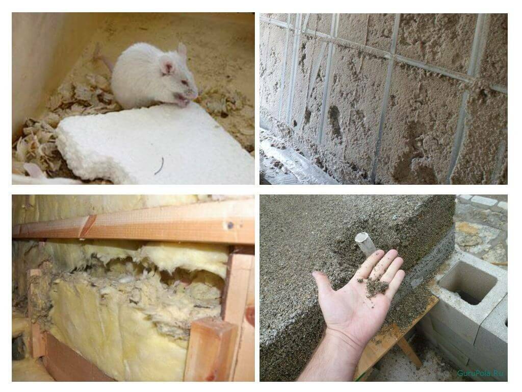 Как защититься от мышей в деревянных и каркасных домах - самоделкино - медиаплатформа миртесен