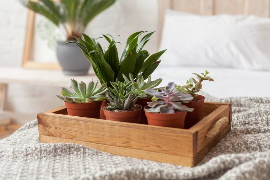 Полезные комнатные растения для дома — какие стоит обязательно купить?