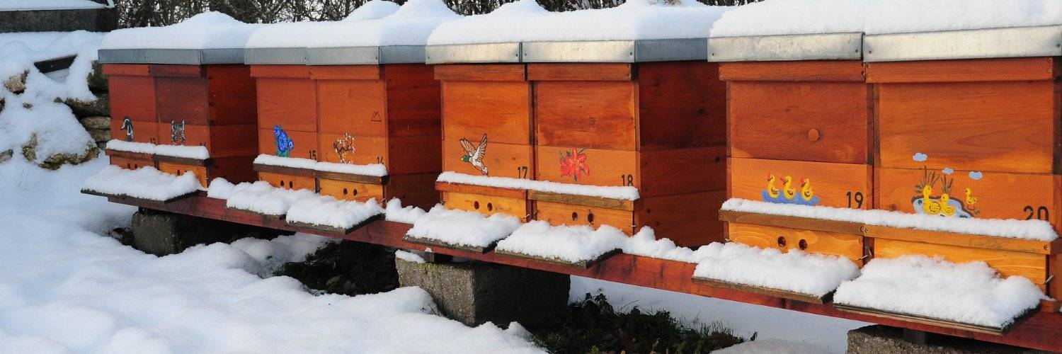 Зимовка пчел: на улице, воле, подготовка к зиме (как зимуют, где зимуют пчелы, что делают?)
