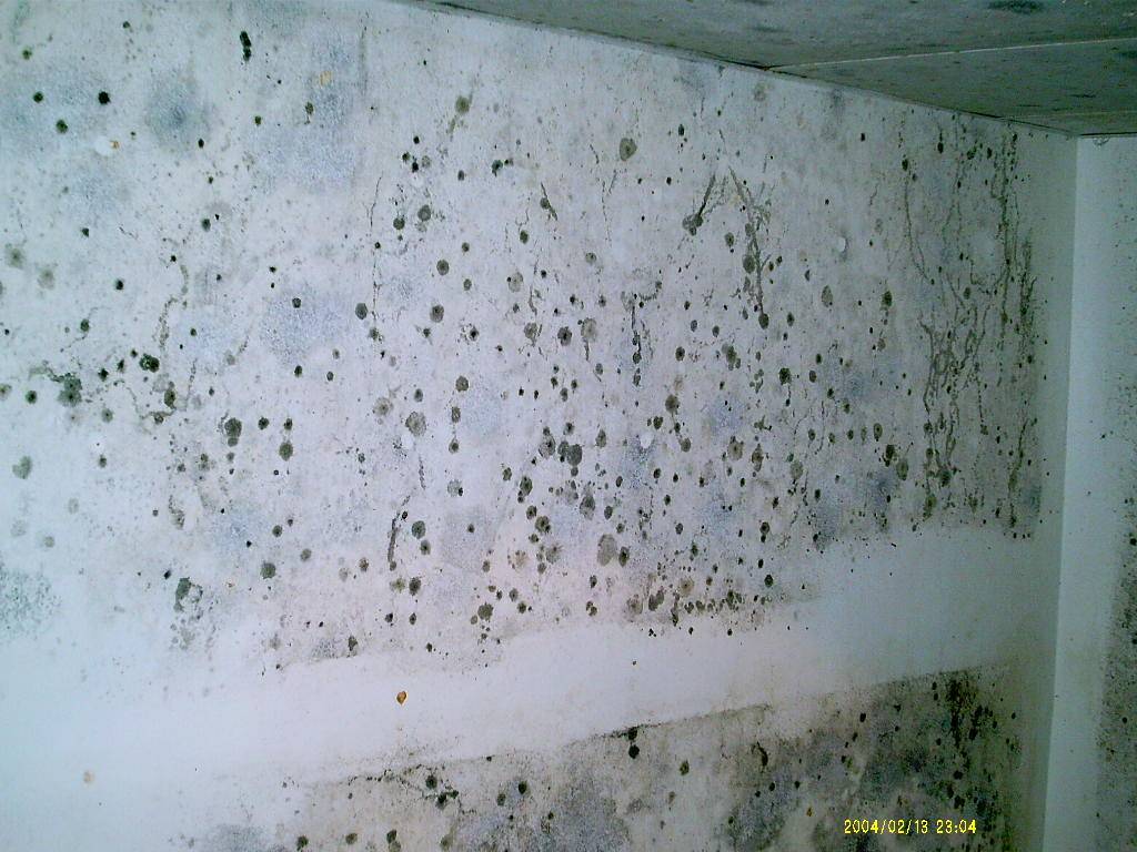 Как избавиться от сырости стен быстро и навсегда? как избавиться от плесени и грибка на стенах?