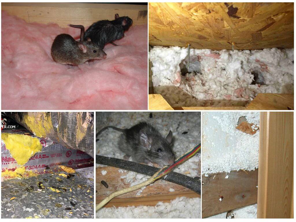 Какой утеплитель не грызут мыши и крысы: видео, фото