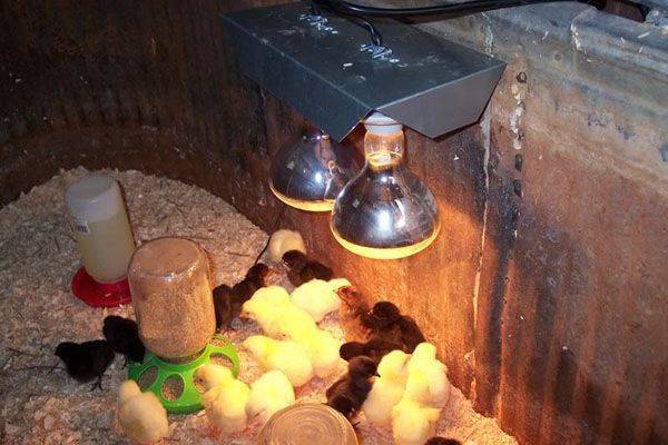 Обогрев для цыплят: оптимальная температура содержания