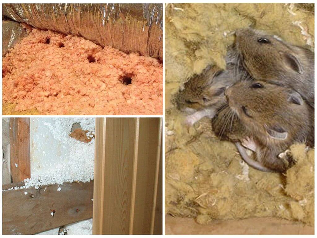 Какой утеплитель не грызут мыши и крысы, защита от грызунов при строительстве дома