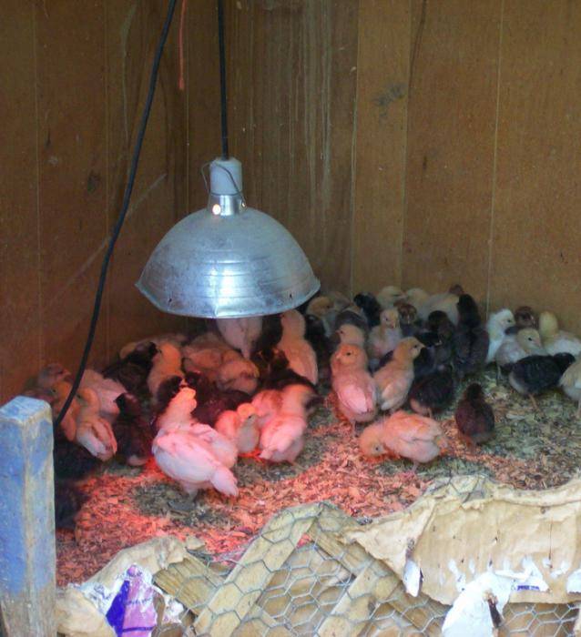 Отопление брудера для цыплят. отопительные приборы для обогрева цыплят в птичниках