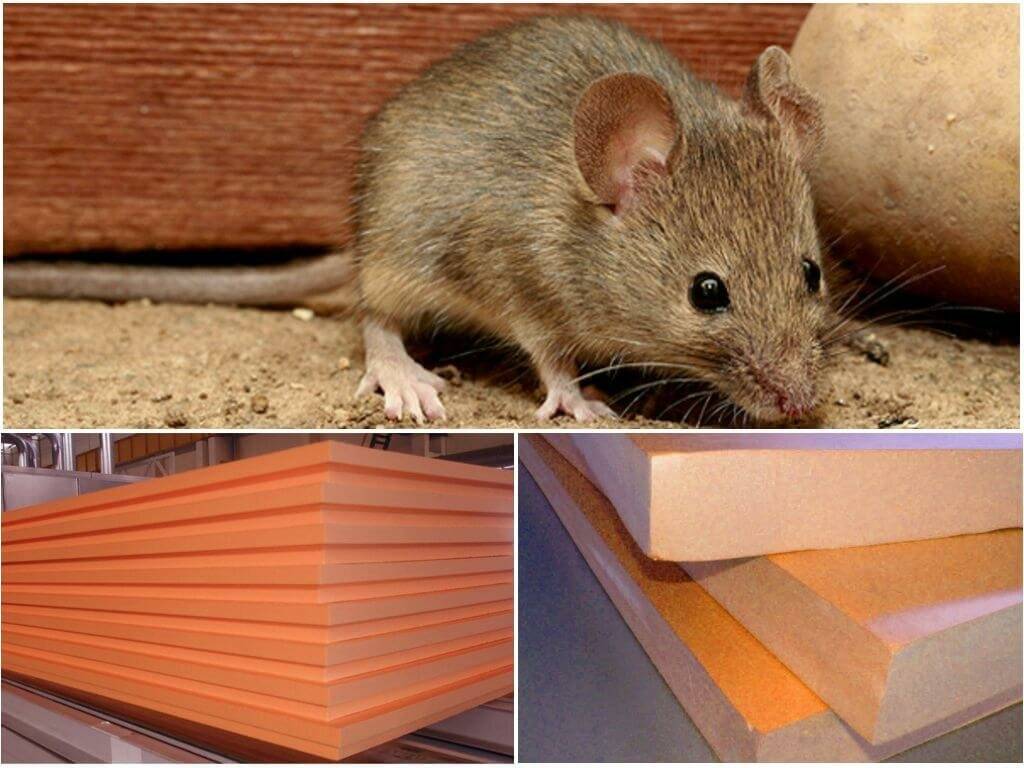 Грызут ли мыши пеноплекс — как предотвратить порчу утеплителя и каковы его особенности
